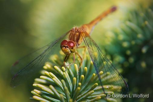 Dragonfly On A Pine_51428.jpg - Photographed near Carleton Place, Ontario, Canada.